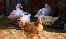 闽南人爆料鸡鸭舍视频大全,揭秘农村养殖现状